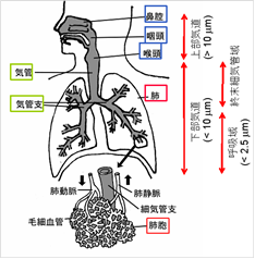 図：人の呼吸器と粒子の沈着領域（概念図）