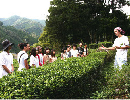 お茶の香り・景観、お茶工場やお茶問屋、地域を味わう体験プログラムの写真