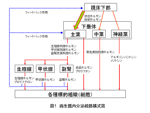 図１　両生類内分泌経路模式図