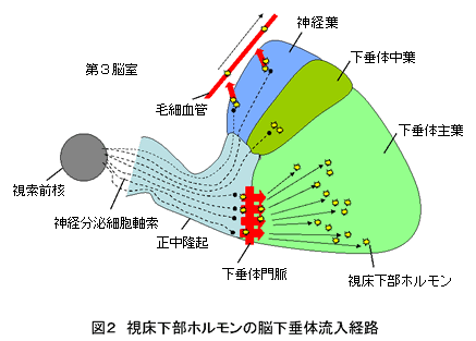 図2　視床下部ホルモンの脳下垂体流入経路