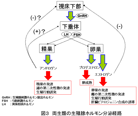 図３　両生類の生殖腺ホルモン分泌経路