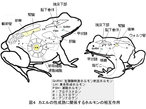 図４　カエルの性成熟に関係するホルモンの相互作用