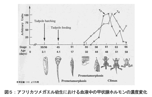 図５　アフリカツメガエル幼生における血液中の甲状腺ホルモンの濃度変化