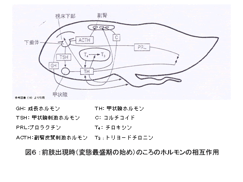 図６　前肢出現時（変態最盛期の始め）のころのホルモンの相互作用