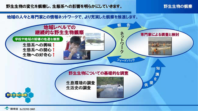 野生生物の観察
