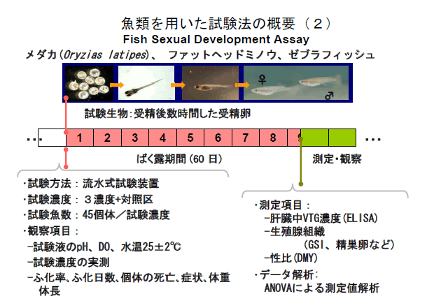 魚類を用いた試験法の概要（２）