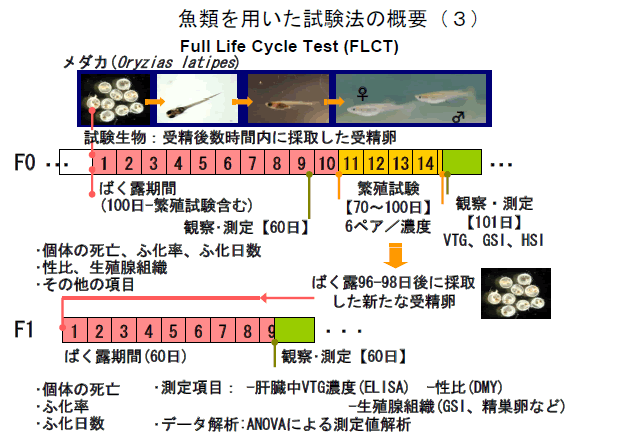 魚類を用いた試験法の概要（３）