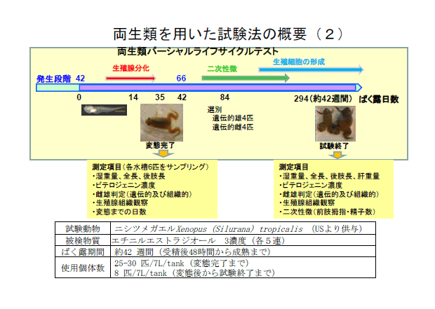 両生類を用いた試験法の概要（２）