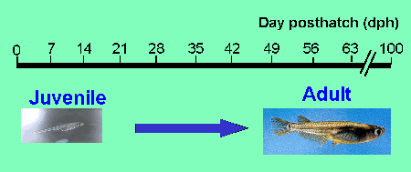 Measurement