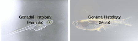 Normal development of the gonad 1