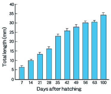 Normal development of the gonad 3