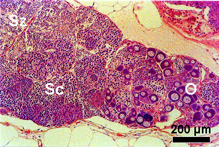 Testis-ova