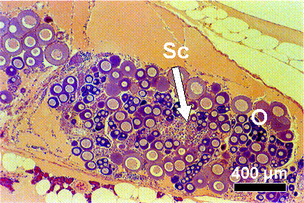 Progressed testis-ova