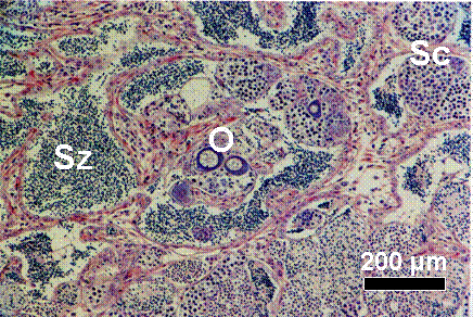 Testis-ova