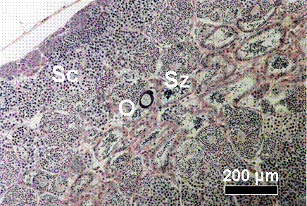 Testis-ova