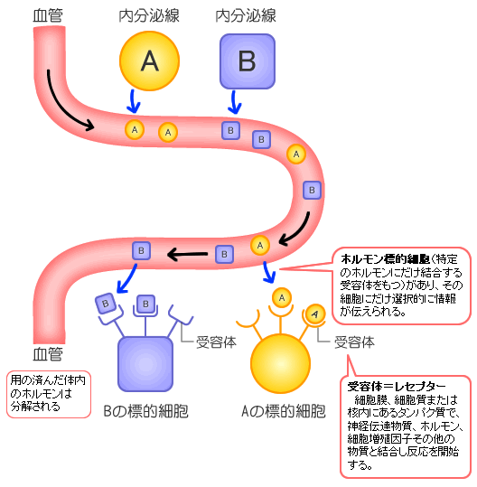 内分泌系のしくみ