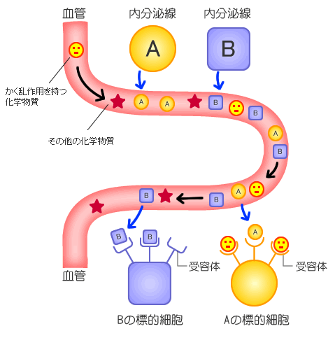 化学物質の内分泌かく乱作用