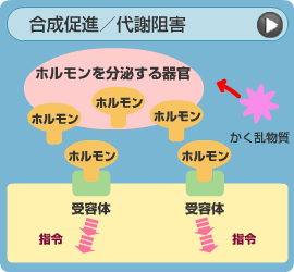 合成促進／代謝阻害