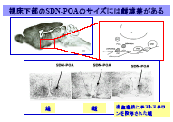 スライド16