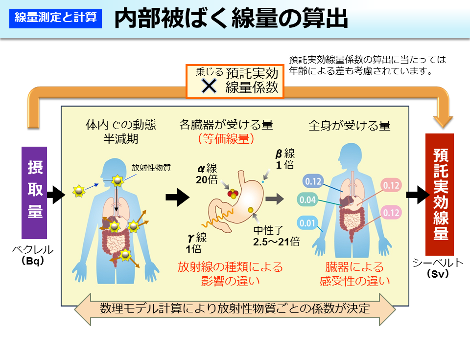 内部被ばく線量の算出