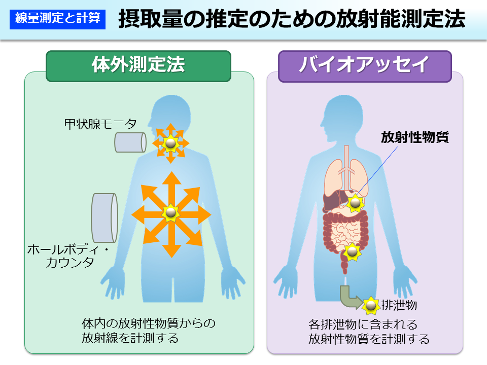 摂取量の推定のための放射能測定法