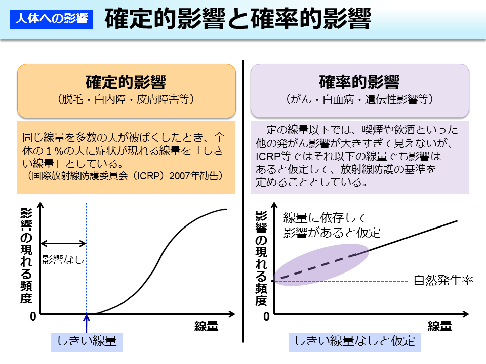 人体への影響　確定的影響と確率的影響