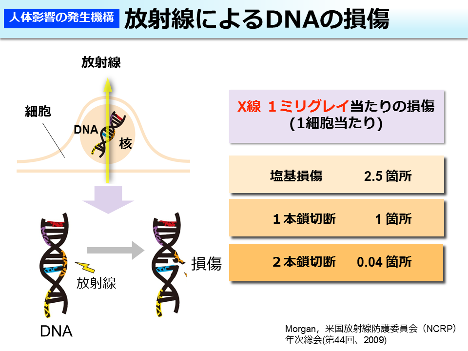 放射線によるDNAの損傷