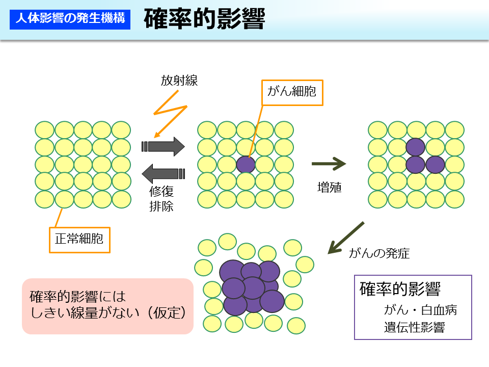 確率的影響