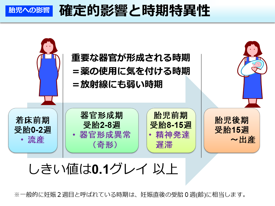 確定的影響と時期特異性