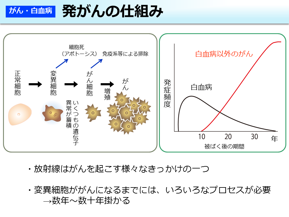 発がんの仕組み