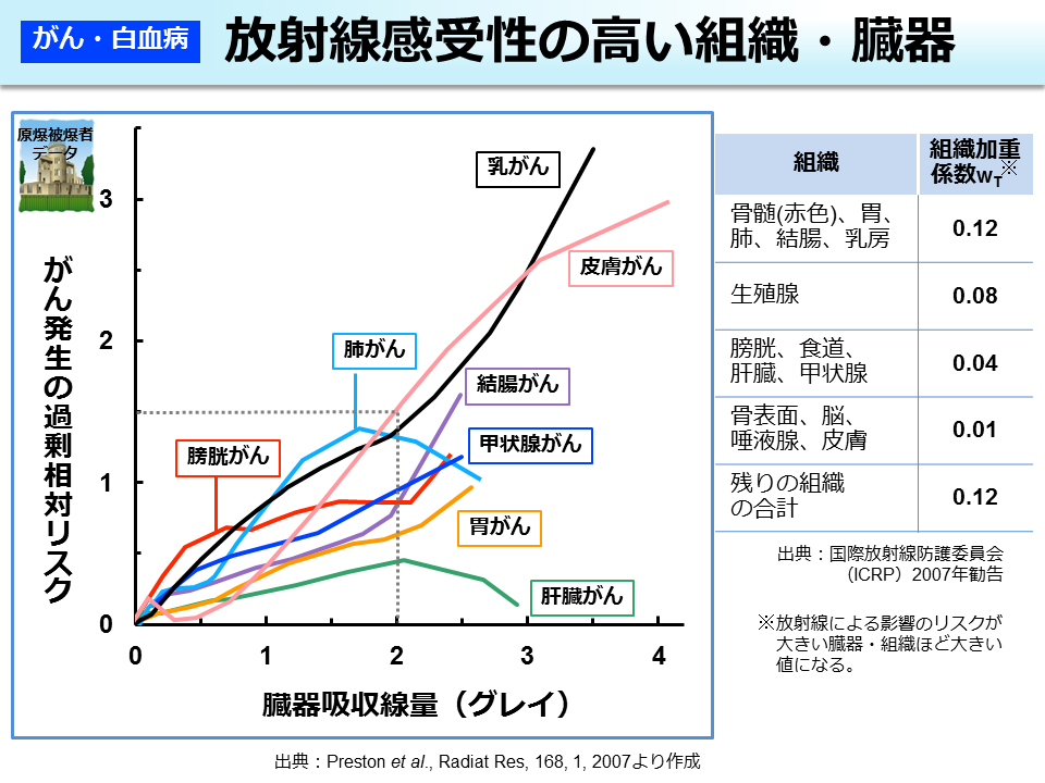 放射線感受性の高い組織・臓器