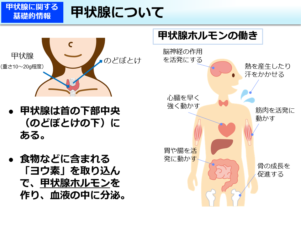 甲状腺疾患