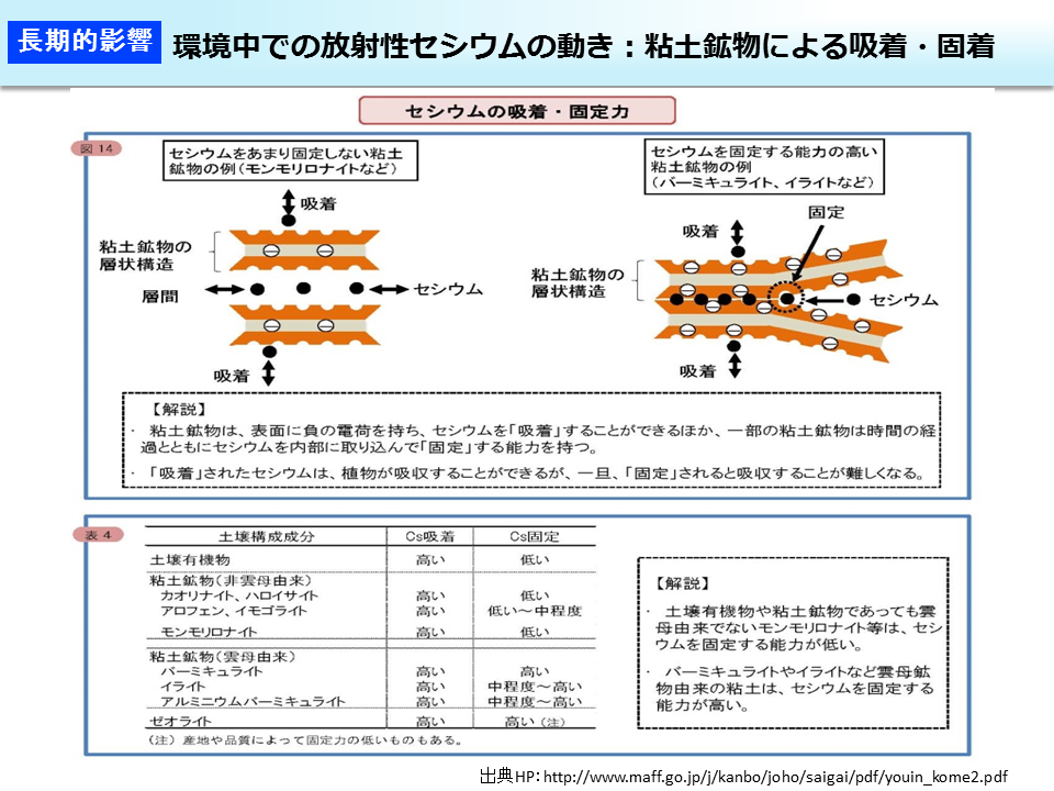 環境中での放射性セシウムの動き：粘土鉱物による吸着・固着