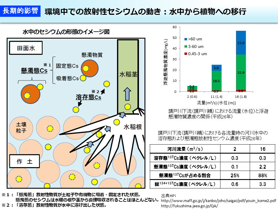 環境中での放射性セシウムの動き：水中から植物への移行