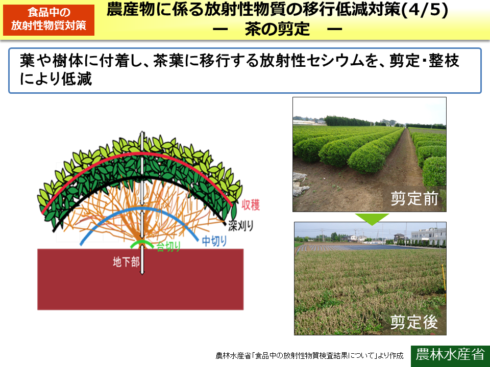 農産物に係る放射性物質の移行低減対策（4/5） -茶の剪定-