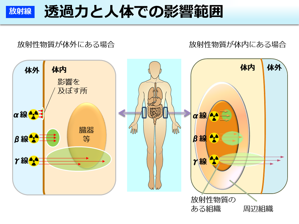 透過力と人体での影響範囲