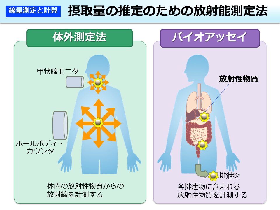 摂取量の推定のための放射能測定法