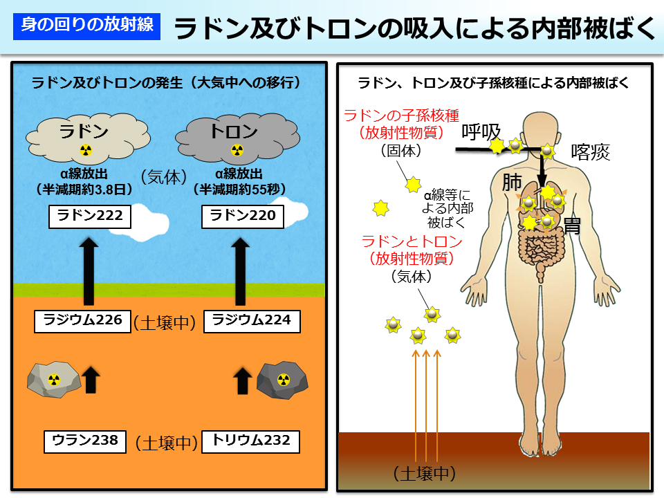 ラドン及びトロンの吸入による内部被ばく