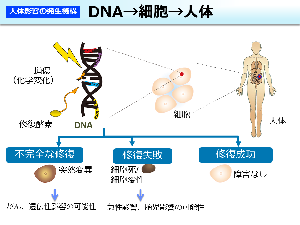 DNA→細胞→人体