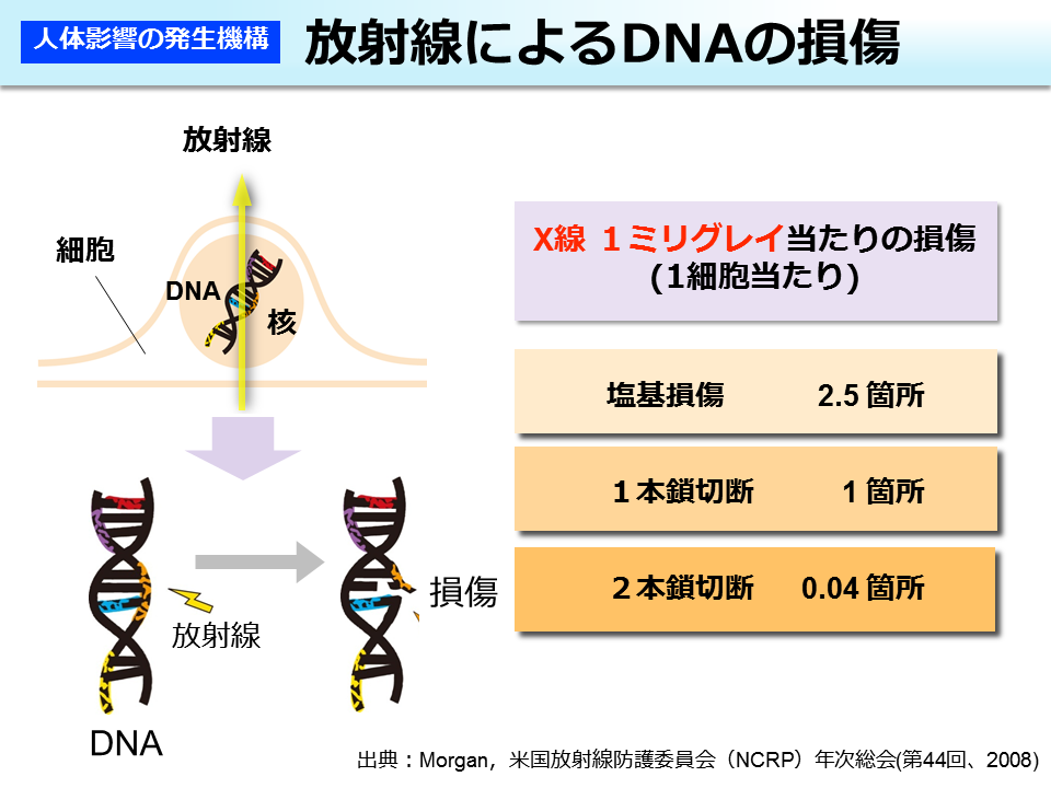 放射線によるDNAの損傷