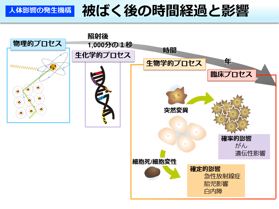 被ばく後の時間経過と影響