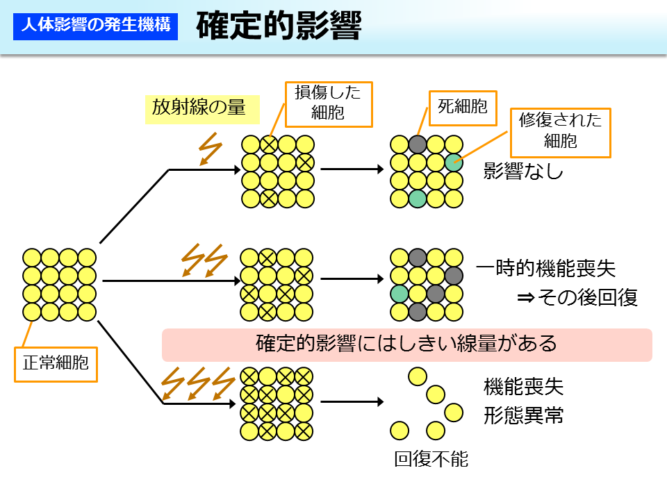 確定的影響