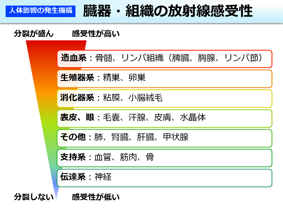 臓器・組織の放射線感受性