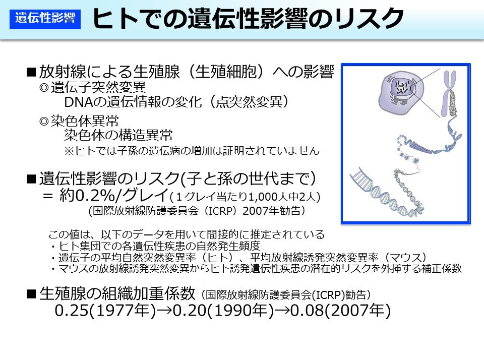 環境省 ヒトでの遺伝性影響のリスク