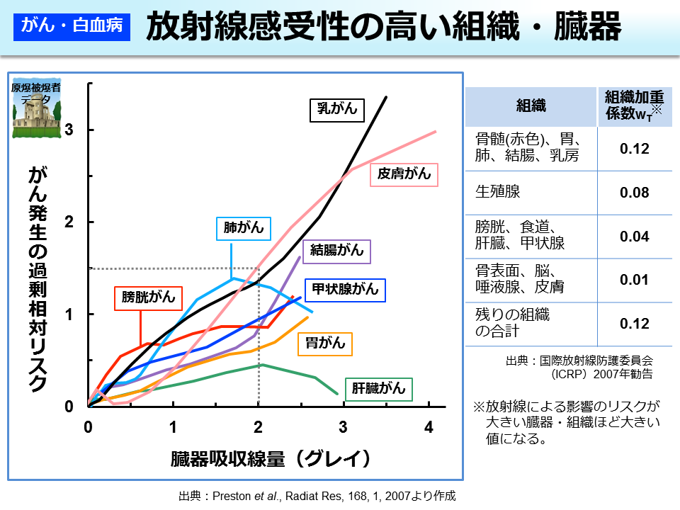 放射線感受性の高い組織・臓器