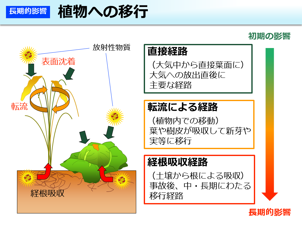 植物への移行