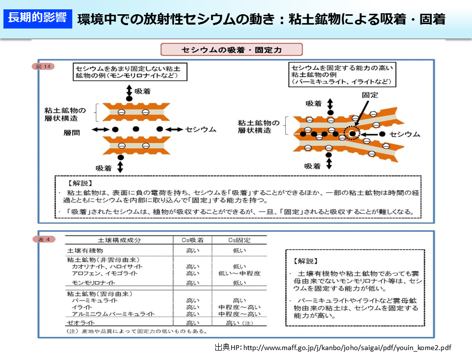 環境中での放射性セシウムの動き：粘土鉱物による吸着・固着