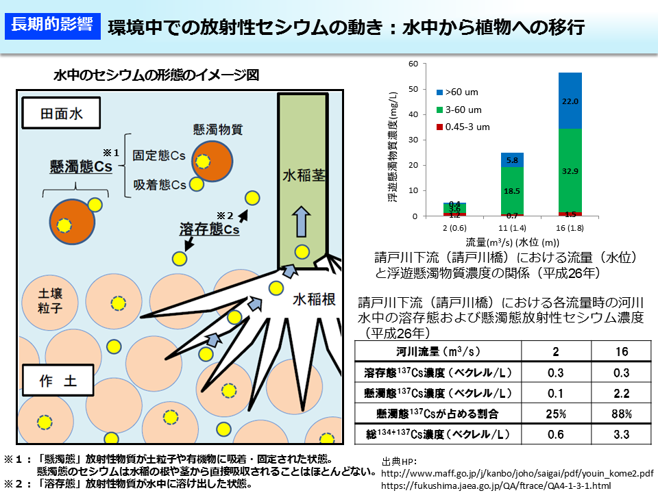 環境中での放射性セシウムの動き：水中から植物への移行