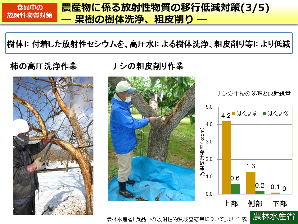 農産物に係る放射性物質の移行低減対策（3/5）－ 果樹の樹体洗浄、粗皮削り －