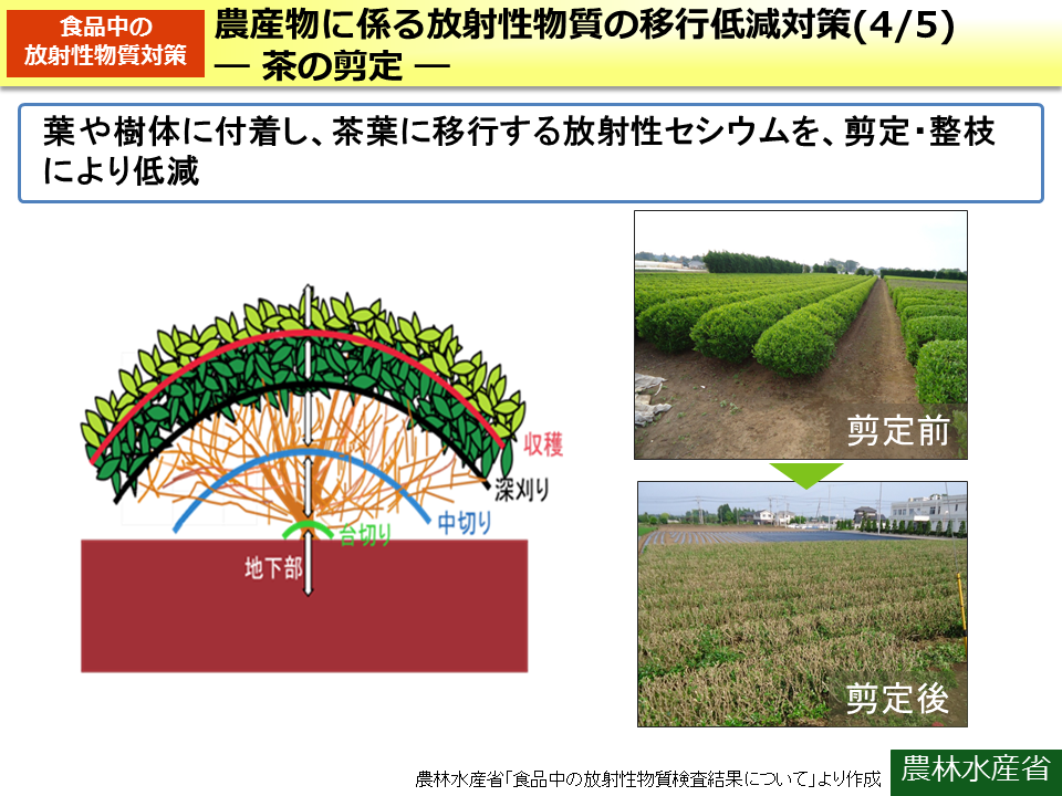 農産物に係る放射性物質の移行低減対策（4/5）－ 茶の剪定 －